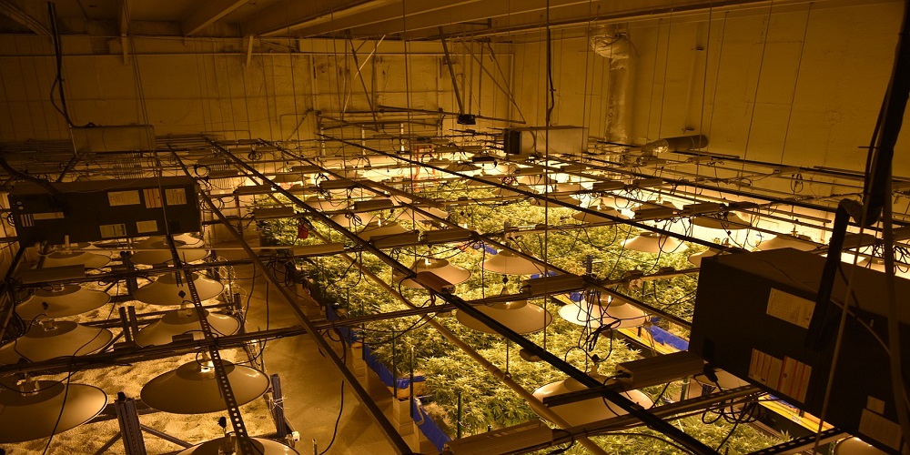 Cannabis Growing Equipment