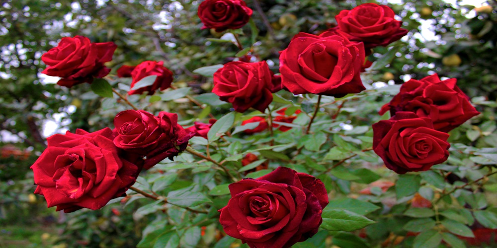 Red Flowers